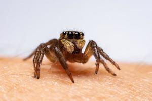 Close up jumping spiders on the hand photo