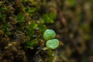 Fern growing in the backyard. photo