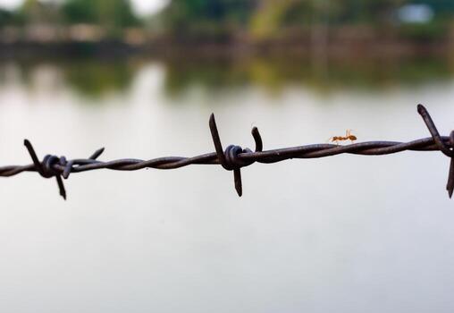 cerrar la vieja cerca de alambre de púas y hormiga foto
