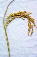 The rice seed placed on the white cloth. photo