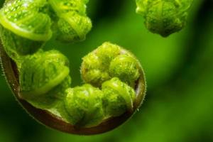 Close up the spiral of leaves photo