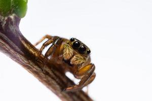 Close up jumping spiders on the branch photo