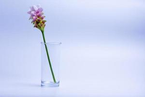 Siam Tulip  place in a glass photo