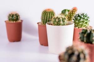 Cactus on white table photo