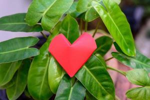 grandes corazones rojos en la naturaleza foto