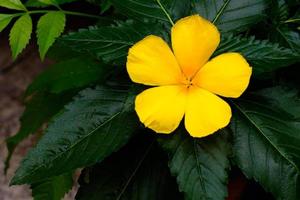 yellow flower in the garden photo