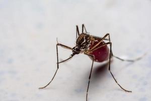 los mosquitos se pegan a la pared después de chupar sangre nueva. foto