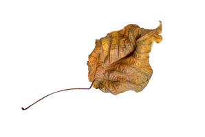 The shape of the dry leaves on the white background with clipping path photo