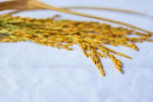 The rice seed placed on the white cloth. photo