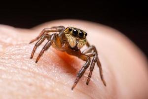 Close up jumping spiders on the hand photo