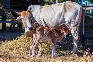 The cow is breastfeeding in the farm photo