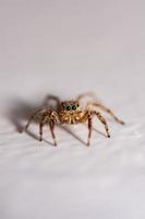 Close up jumping spiders on the wall photo