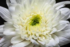 Close Up The petals of the flower photo