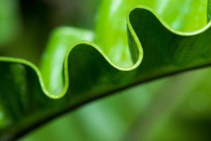 Pattern of leaf edges photo