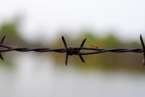 close up old barbed wire fence and ant photo