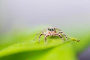 Close up jumping spiders on the leaves out of focus