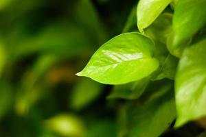 Close up Green leaves in the garden photo