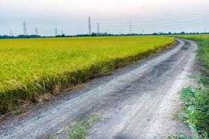 Soil road in the middle of a rice field that is ready to harvest photo