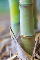 The trunk of a bamboo tree that is fully grown on a ridge