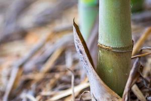 The trunk of a bamboo tree that is fully grown on a ridge photo