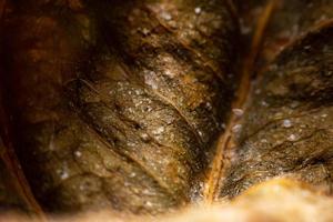 Close Up The edges of dried leaves photo