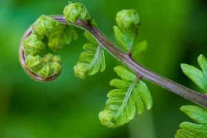 Close up the spiral of leaves photo