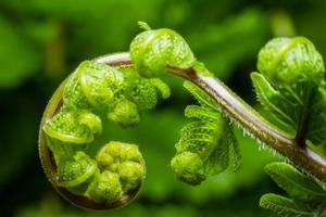 Close up the spiral of leaves photo