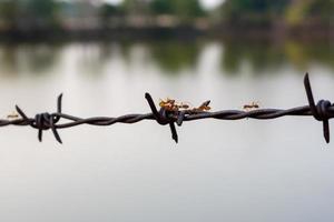 close up old barbed wire fence and ant photo