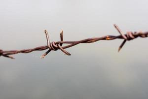 close up old barbed wire fence and ant photo