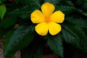 yellow flower in the garden photo