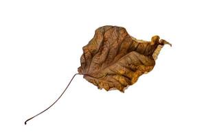 The shape of the dry leaves on the white background with clipping path photo