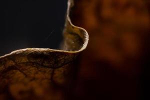 Close Up The edges of dried leaves photo