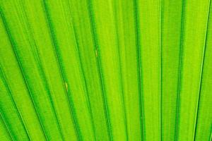 The pattern on the leaves of palm leaves photo