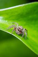 Close up jumping spiders on the leaves. photo