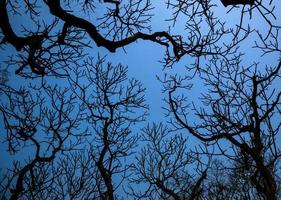 el desorden de los árboles con el cielo foto