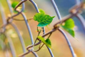 Vines rise at the winding fence, wall, yard in the park photo