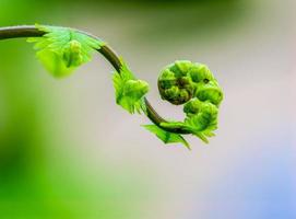 cerrar la espiral de hojas foto