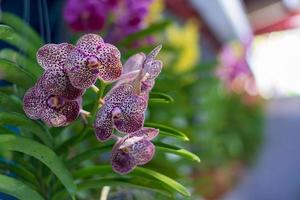 Cerrar orquídeas moradas foto