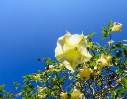 datura blanca con cielo azul en la montaña. foto