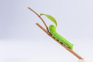 The island worm on twigs photo