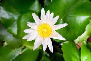 Close up  The white lotus bloom in the morning. photo