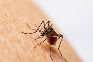 The Mosquito sucking blood photo