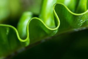 Pattern of leaf edges photo