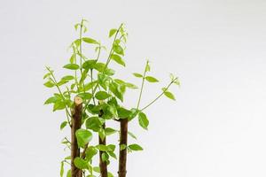The growth of leaves on a white background with clipping path photo