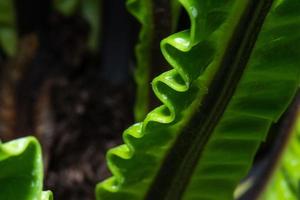 Pattern of leaf edges photo