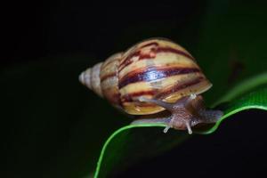 Close up snail on a leaf photo