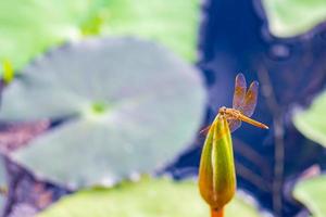 Dragonfly caught on a lotus in the swamp photo