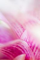 Pattern of the flower petals of Siam Tulip photo