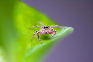 Close up jumping spiders on the leaves. photo