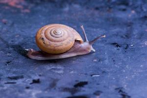 Close up snail on the table photo